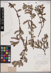 Foto von Salix cinerea L.